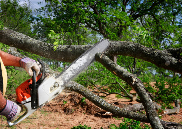 Trusted Little Round Lake, WI Tree Care Experts
